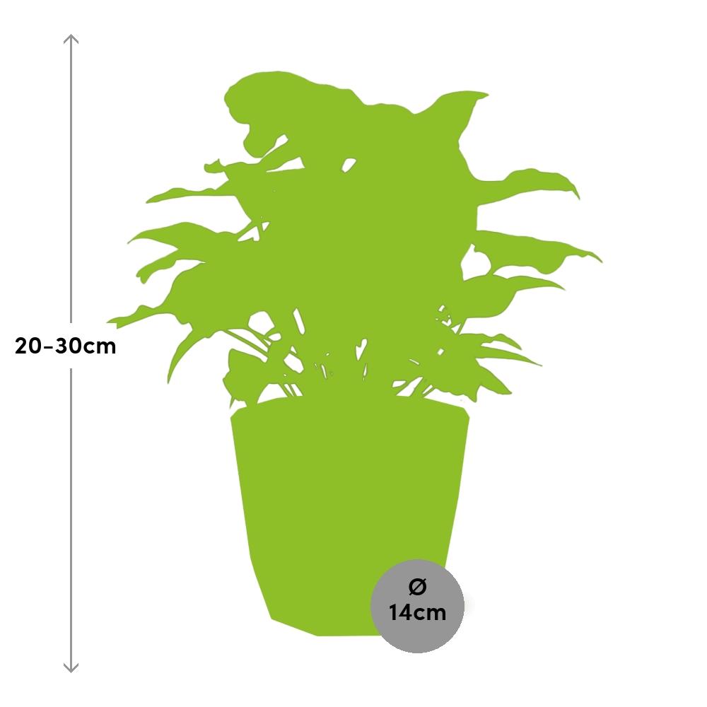 Syngonium Arrow in ELHO b.for rock 14 cm warm grey