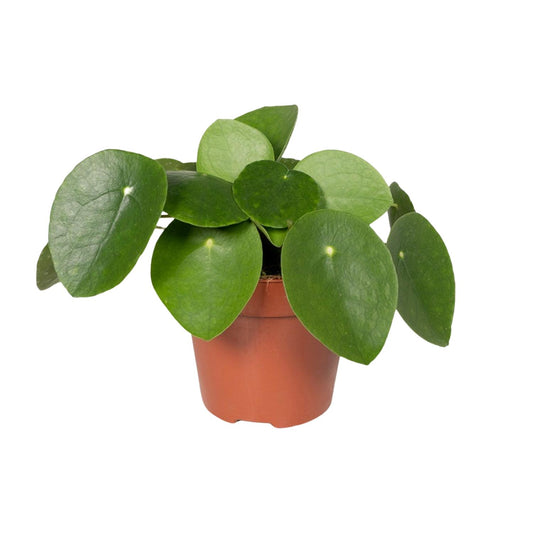 Pilea Peperomioides – Pfannkuchenpflanze Ø12cm, pflegeleicht