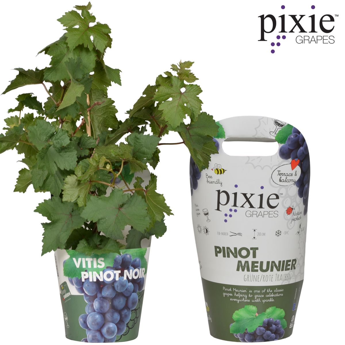 Vitis Pixie Pinot Noir – Zwergtraube im 21cm Topf