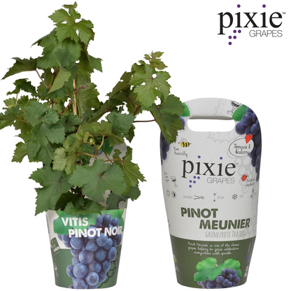 Vitis Pixie Pinot Noir – Zwergtraube im 21cm Topf