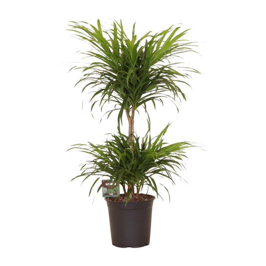 Drachenbaum 'Anita Variegata' – 80 cm pflegeleicht