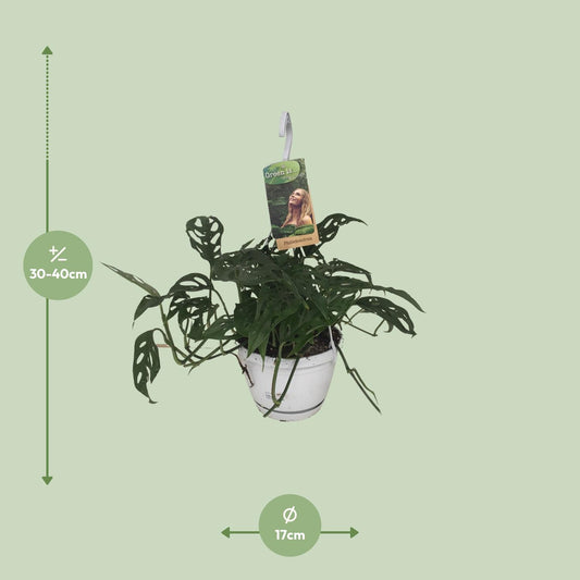 Monstera Obliqua – Tropische pflegeleichte Zimmerpflanze Ø17cm