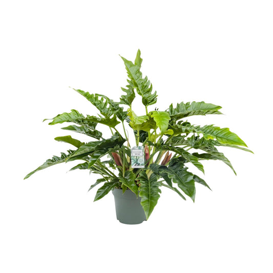 Philodendron Rambo – Pflegeleichte Tropische Zimmerpflanze 65 cm