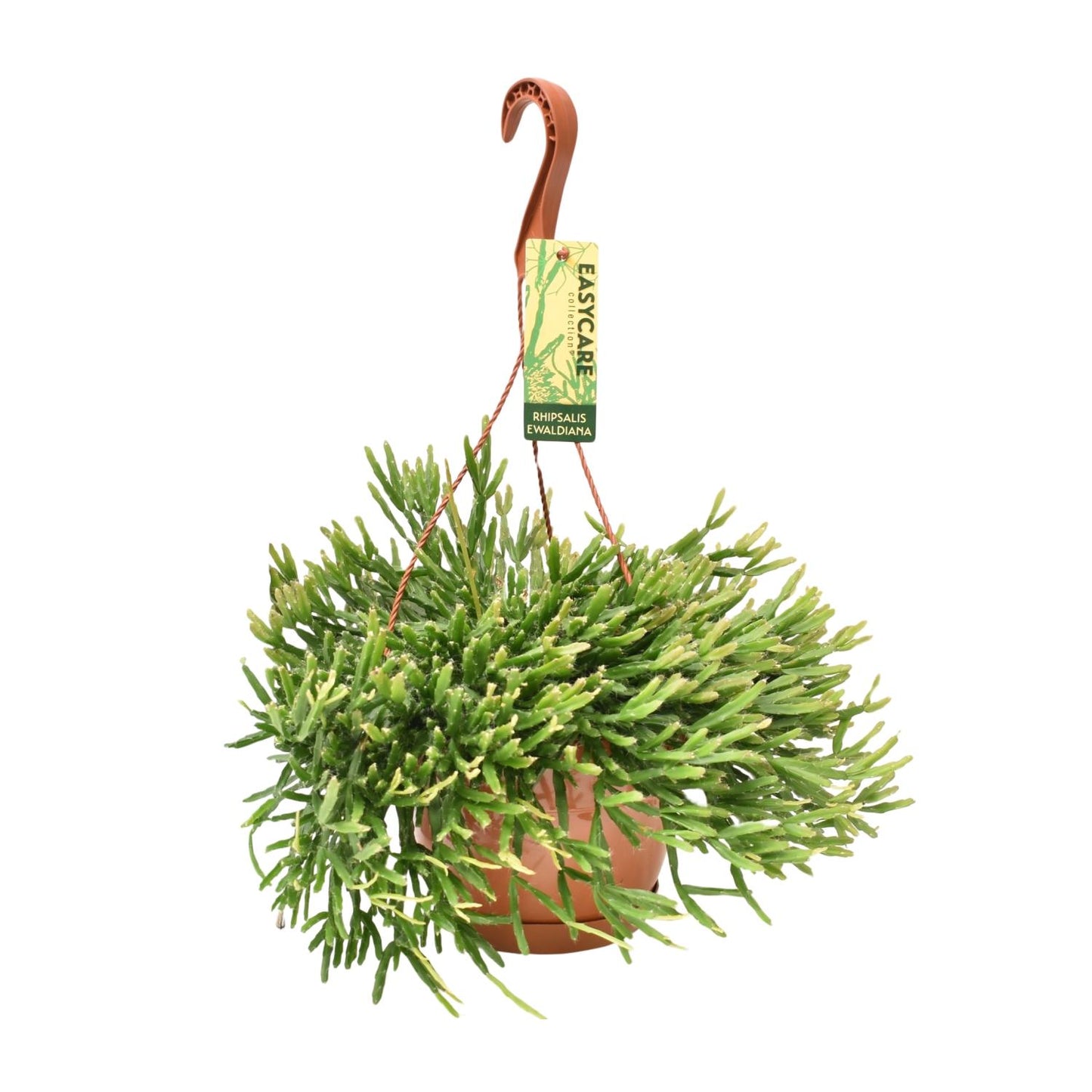 Rhipsalis Ewaldiana – Pflegeleichte Hängepflanze Ø17 cm