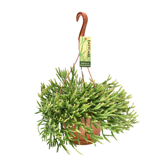 Rhipsalis Ewaldiana – Pflegeleichte Hängepflanze Ø17 cm