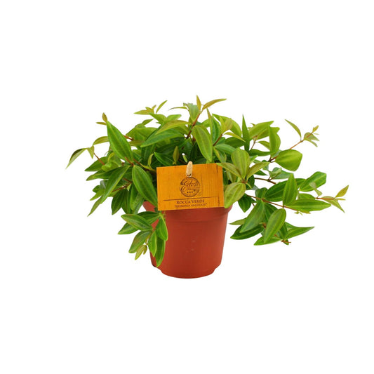 Peperomia Ang. Rocca Vivace – Pflegeleichte Zimmerpflanze Ø11 cm