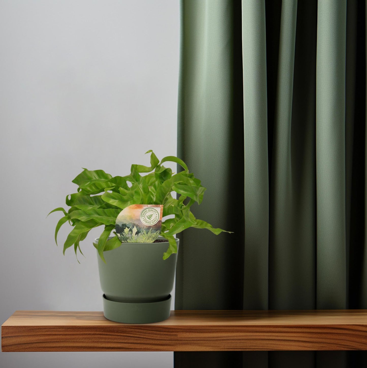 Asplenium Hurricane – Pflegeleichter Nierenfarn Ø12cm, 30cm hoch