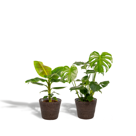 Monstera & Bananenpflanze Set mit Korb Ø21cm