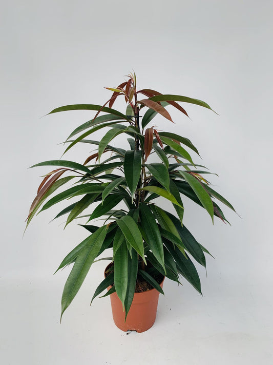 Ficus Binnendijkii 'Amstel King' – Pflegeleichte Zimmerpflanze Ø17cm