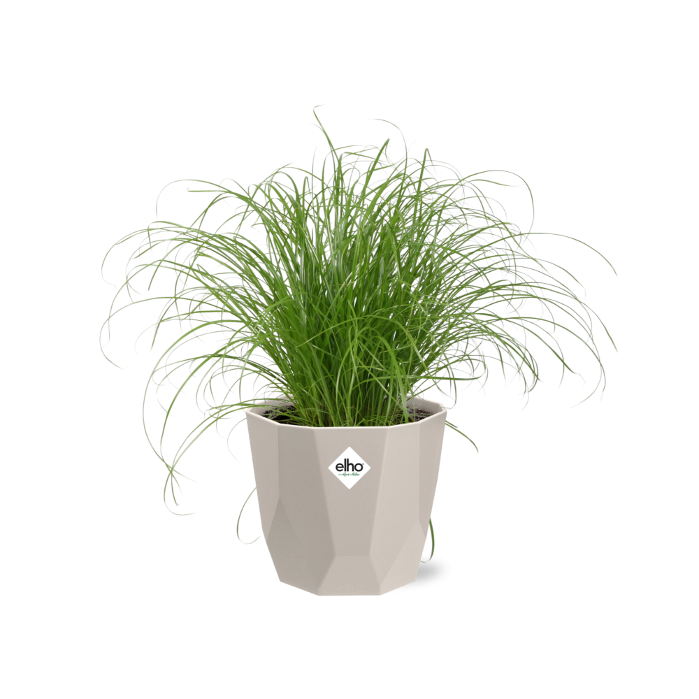 Cyperus alternifolius Schirmgras in ELHO b.for rock 14 cm warm grey