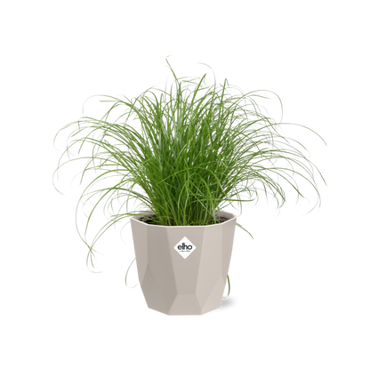 Cyperus alternifolius Schirmgras in ELHO b.for rock 14 cm warm grey