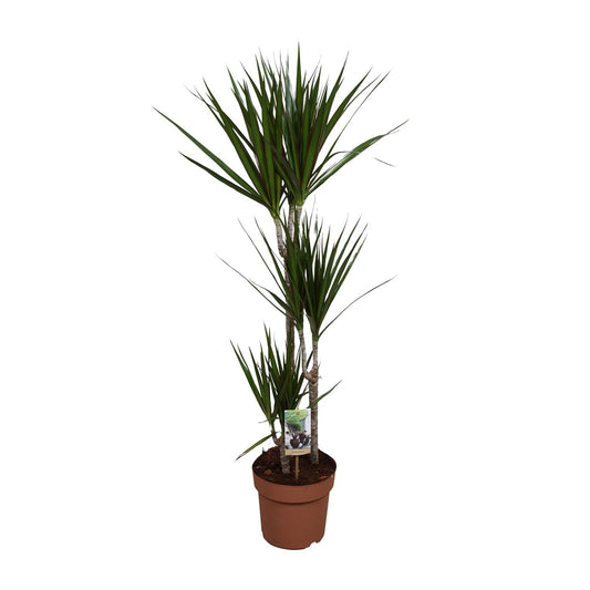 Dracaena Marginata – Pflegeleichte Zimmerpflanze Ø21cm