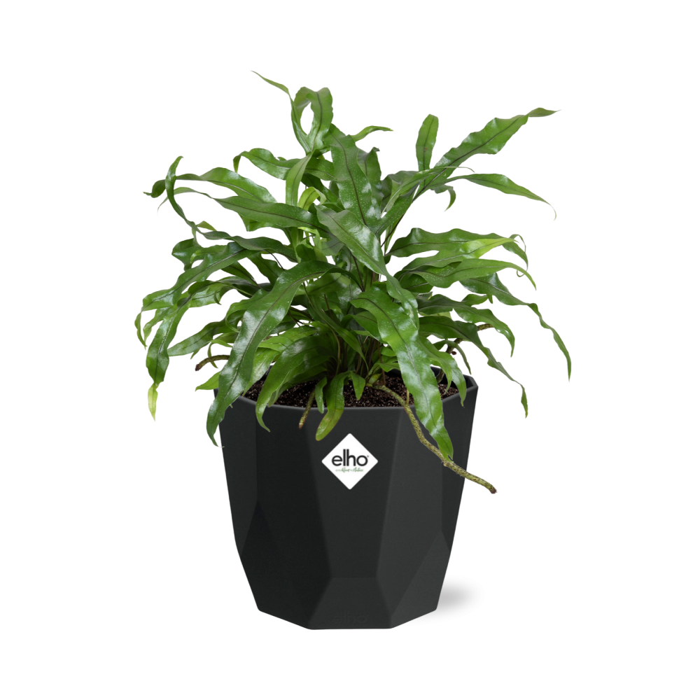 Microsorum Diversifolium – Kängurufarn 14cm Topf