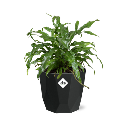 Microsorum Diversifolium – Kängurufarn 14cm Topf
