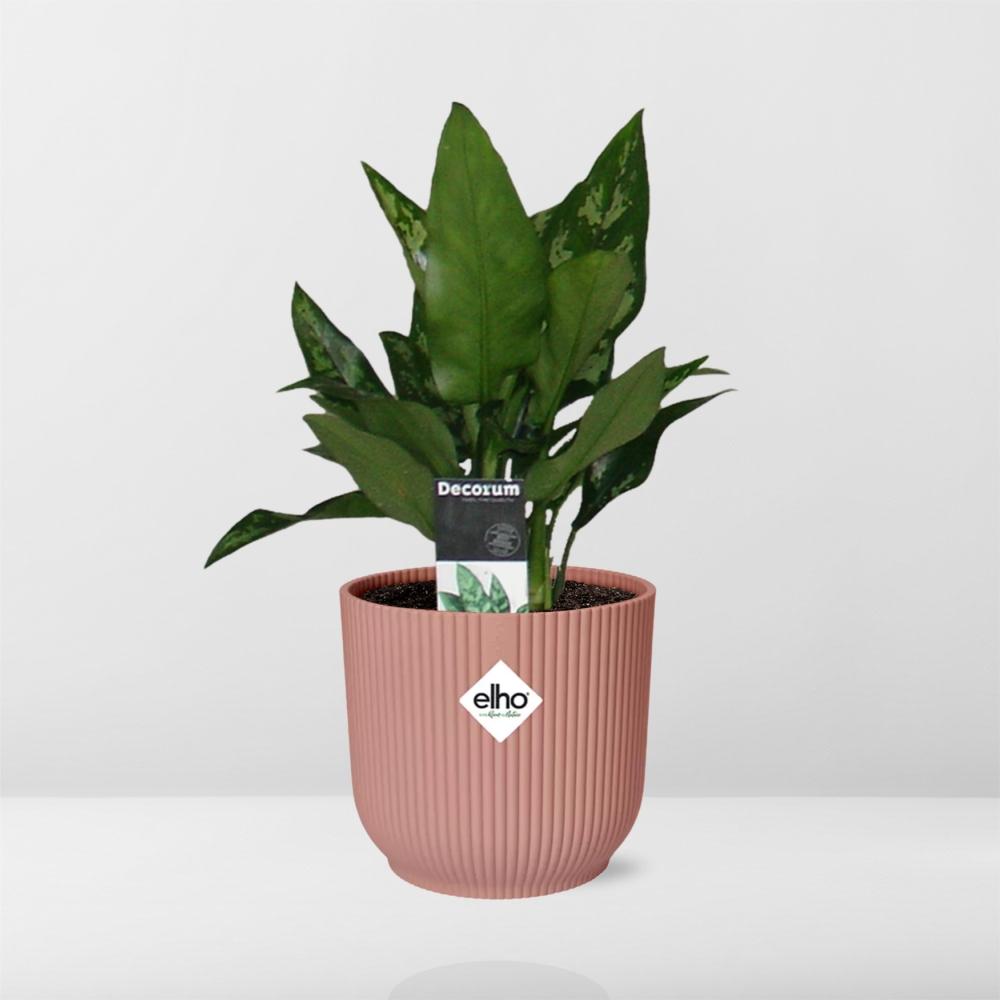 Aglaonema Maria in ELHO Vibes Fold 14cm rosa – Luftreinigende Zimmerpflanze