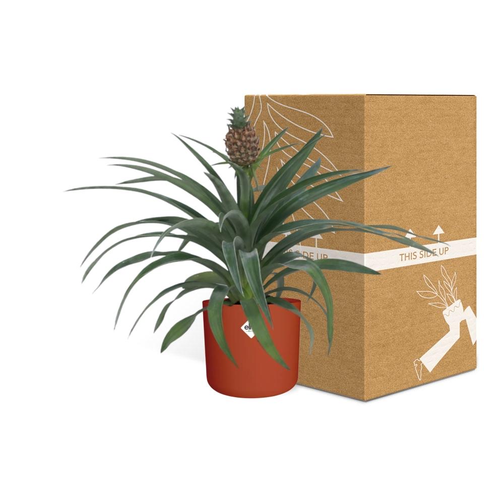 Ananas-Pflanze im 12 cm Topf – Tropisches Flair & pflegeleicht