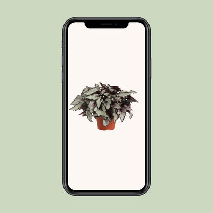 Begonia Rex Coco – Bunte, pflegeleichte Zimmerpflanze Ø12cm
