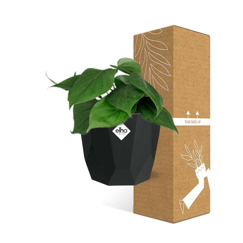 Philodendron Scandens – Pflegeleichte luftreinigende Zimmerpflanze 14cm