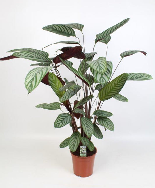 Ctenanthe Oppenheimiana – Pflegeleichte Zebrapflanze Ø21cm