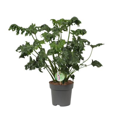 Philodendron Atlantis – Pflegeleichte Trendpflanze Ø17cm
