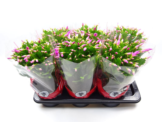 Weihnachtskaktus Rosa – Pflegeleichte Blühpflanze Ø17cm