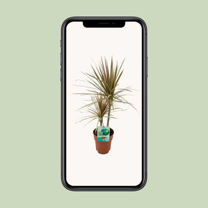 Dracaena Marginata Bicolor – Pflegeleichter Drachenbaum Ø19cm