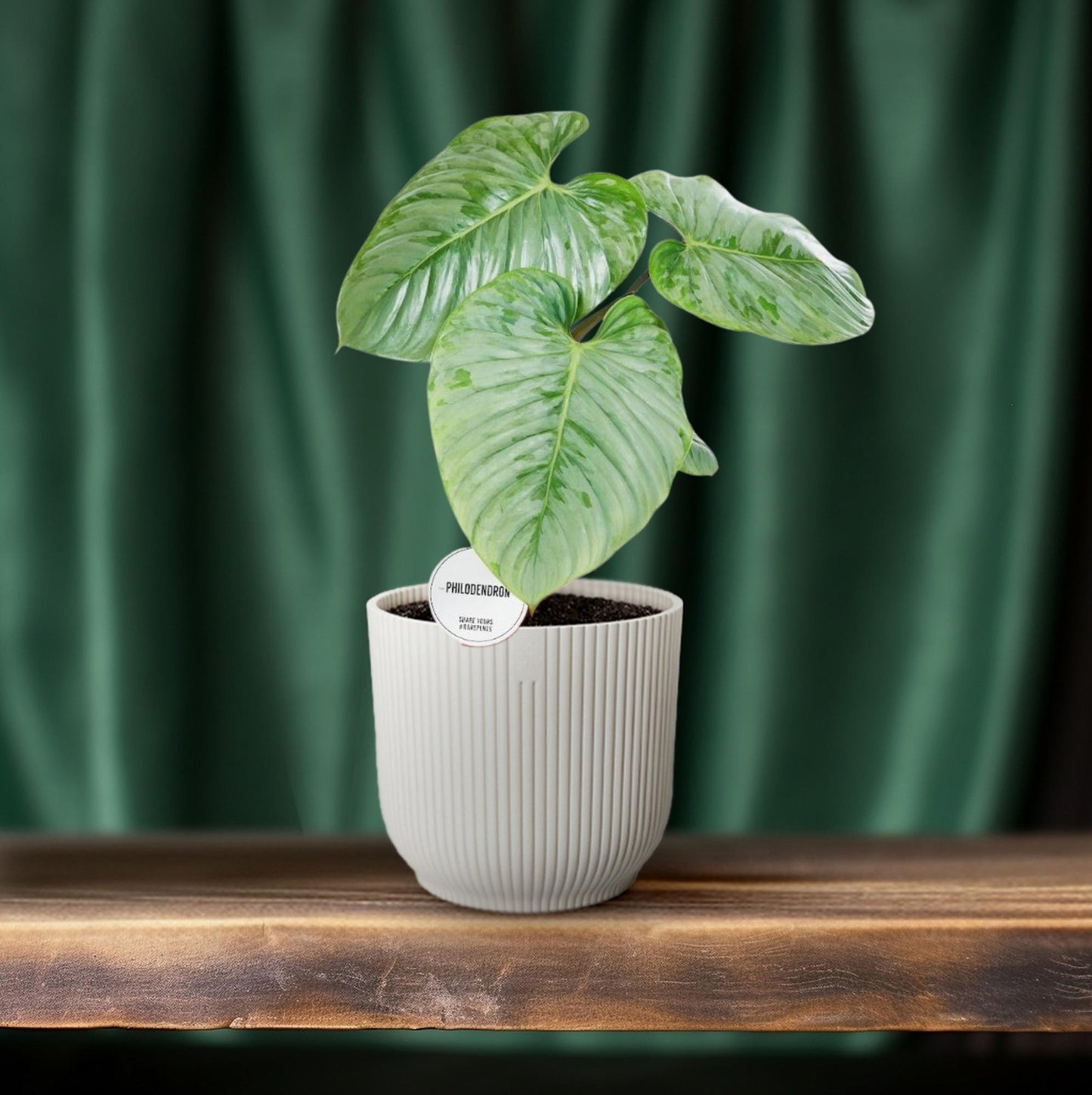 Philodendron Sodiroi – Pflegenleichte Zimmerpflanze Ø15cm