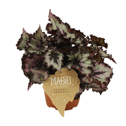 Begonia Rex Silver Limbo – Pflegeleichte Zimmerbegonie Ø12cm