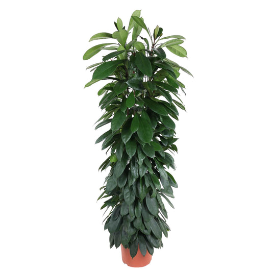 Ficus Cyatistipula – Elegante pflegeleichte Zimmerpflanze 150 cm