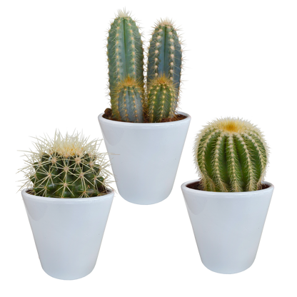 Kakteenmischung 3er Set im weißen Topf 8,5 cm