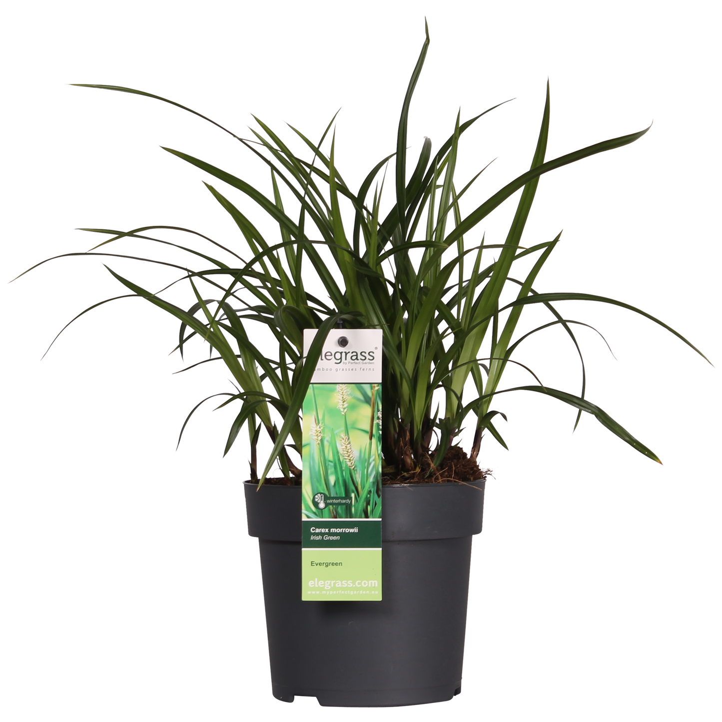 3x Carex morrowii 'Irish Green' – Pflegeleichtes, robustes Ziergras Ø14cm