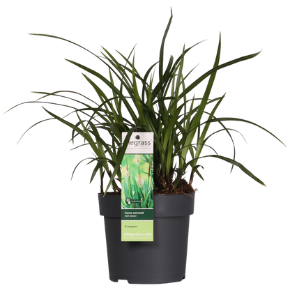 3x Carex morrowii 'Irish Green' – Pflegeleichtes, robustes Ziergras Ø14cm