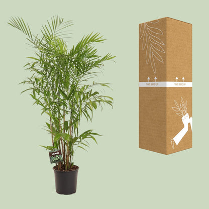 Zwergbergpalme – Pflegeleichte Zimmerpflanze 160 cm