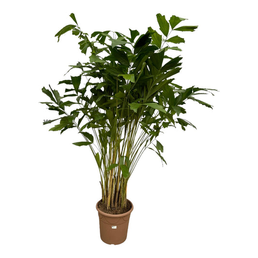 Caryota Mitis – Exotische Fischschwanzpalme 250 cm