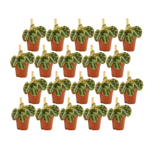 Begonie Cleopatrae 20er Set – Ø 5,5 cm, Höhe 10 cm