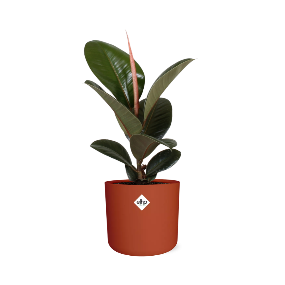 Ficus Elastica ‘Robusta’ in ELHO b.for soft rond 14cm brique