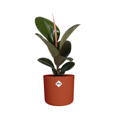 Ficus Elastica ‘Robusta’ in ELHO b.for soft rond 14cm brique
