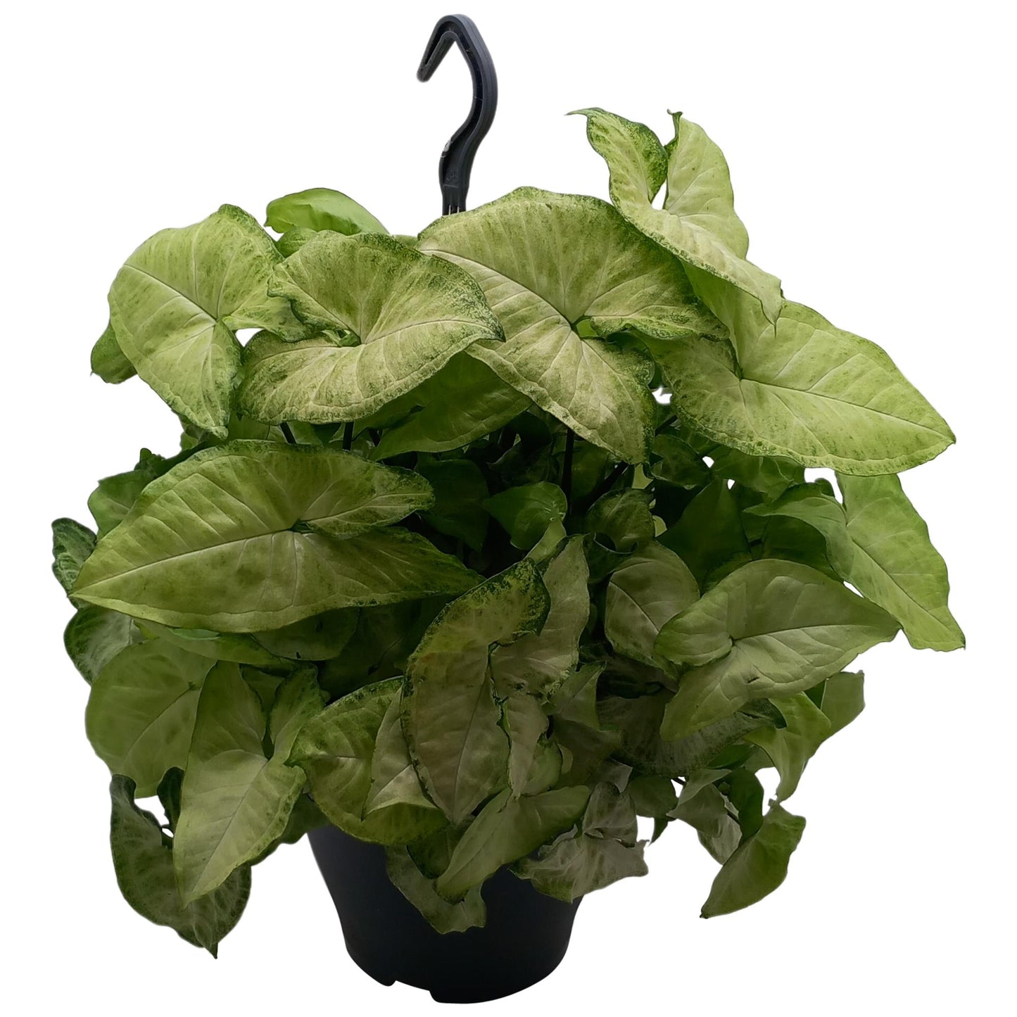 Syngonium 'White Butterfly' - Pflegeleicht & Modern