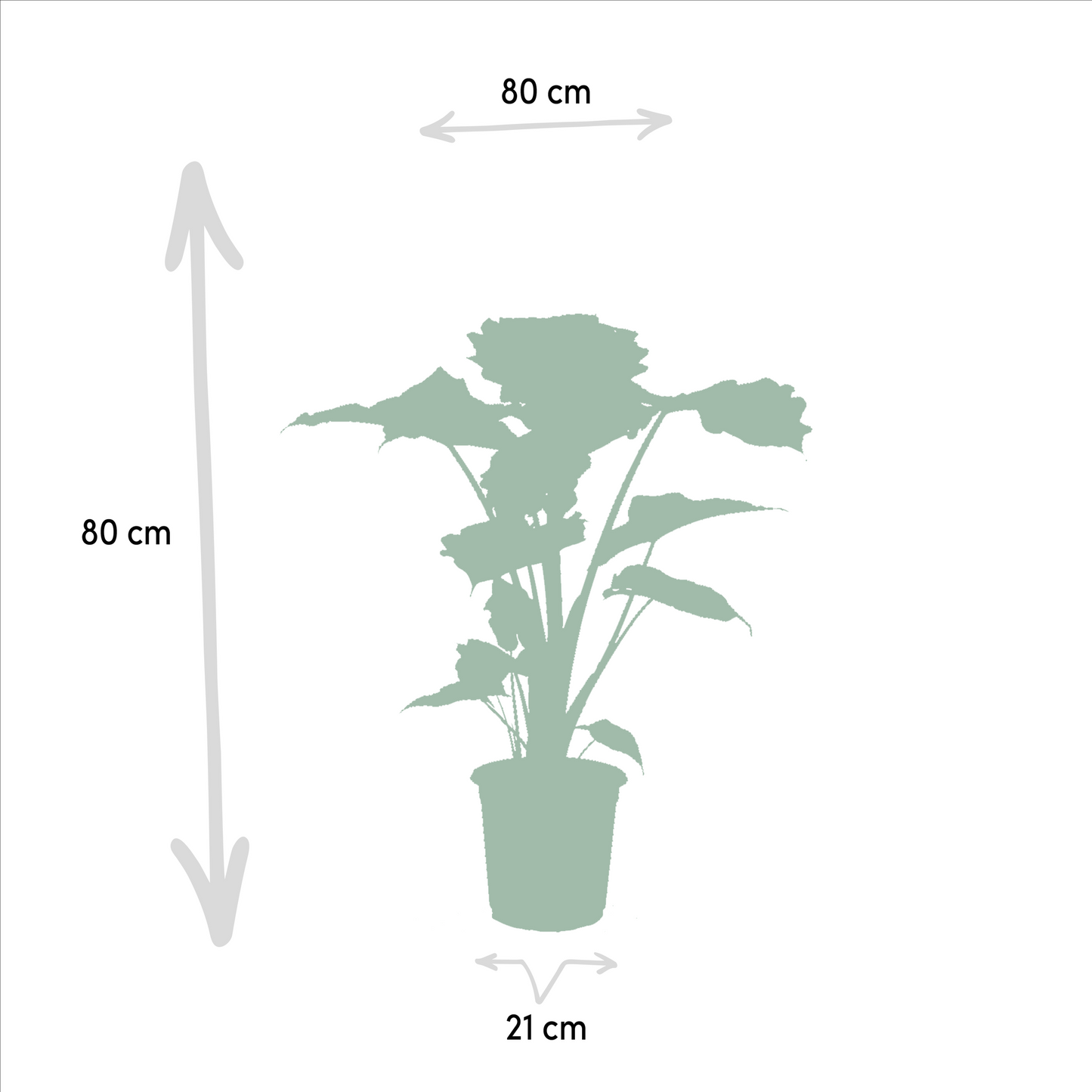 Alocasia Wentii & Portodora – Tropisches Zimmerpflanzen-Set Ø19-21cm