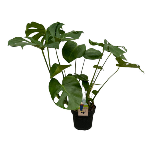 Monstera Deliciosa – Tropische & pflegeleichte Zimmerpflanze 70 cm
