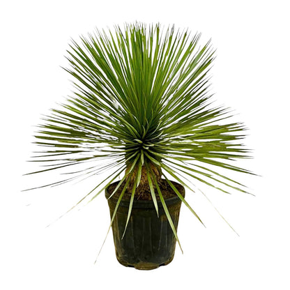 Yucca Rostrata am Stamm – 70 cm, Ø 27 cm