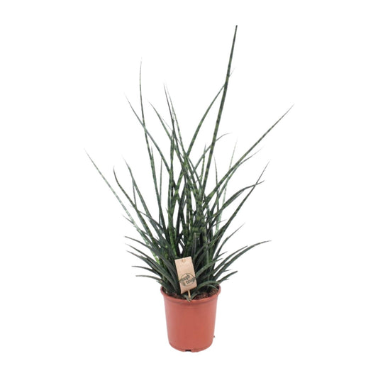 Bogenhanf 'Fernwood Punk' – Pflegeleichte Zimmerpflanze 65 cm