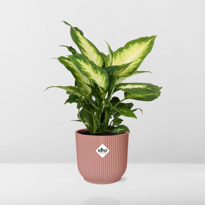 Dieffenbachia ‘Camilla’ in ELHO Vibes Fold 14cm rosa – pflegeleicht & luftreinigend