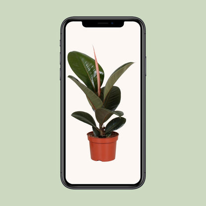Ficus Elastica Robusta – Pflegeleichte Zimmerpflanze Ø12cm