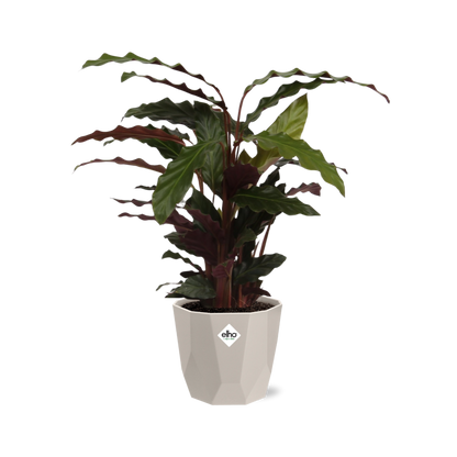 Calathea Rufibarba ‘Tropistar’ – Tropische Zimmerpflanze im ELHO Topf 14 cm
