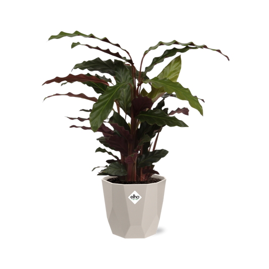 Calathea Rufibarba ‘Tropistar’ – Tropische Zimmerpflanze im ELHO Topf 14 cm