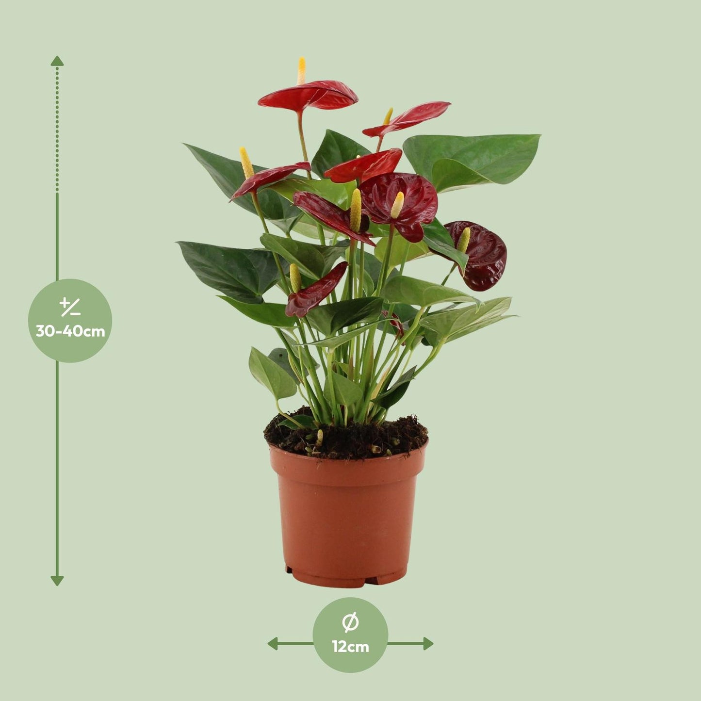 Anthurium Calon – Luftreinigende tropische Zimmerpflanze Ø12cm