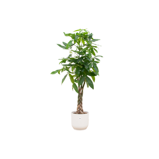 Pachira Aquatica Geldbaum mit elho Vibes Fold Topf Weiß 160 cm