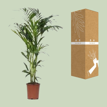 Howea Kentia-Palme Ø24cm, ca. 140cm – Pflegeleicht & Elegant
