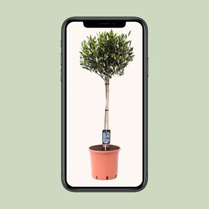 Olea Olijf – Mediterraner Olivenbaum Ø22cm, 90cm hoch